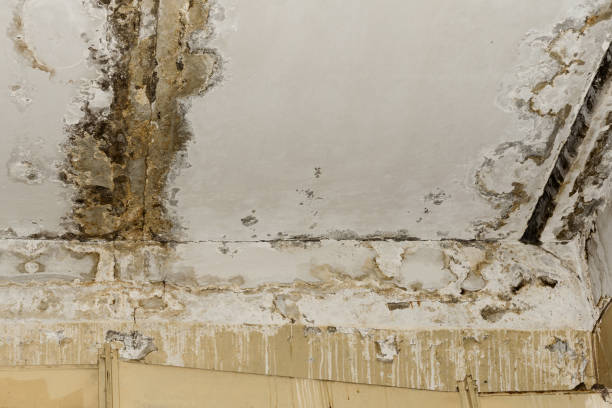 Why You Should Choose Our Mold Remediation Services in Temple Hills, MD